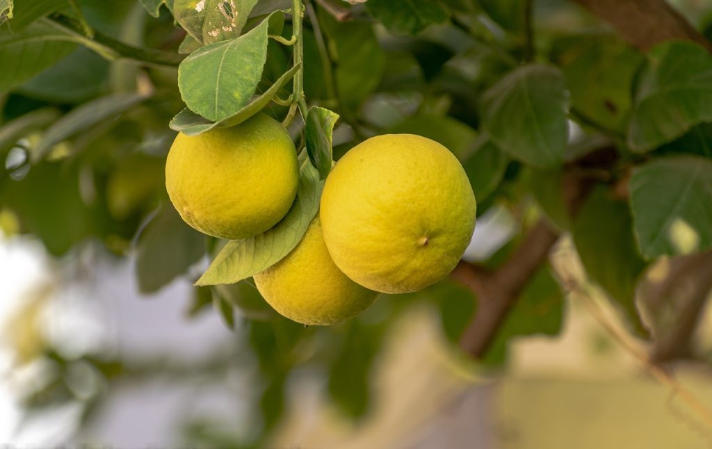 food and recipe blog lemons for lulu